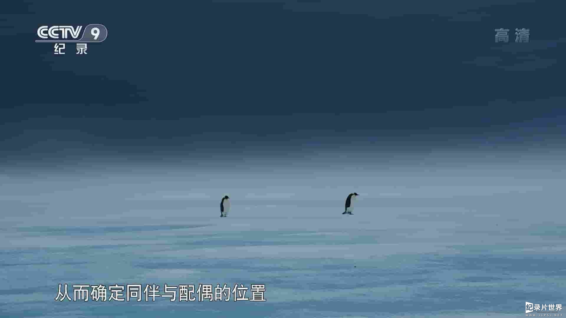 央视纪录片《南极：生存在边缘 Antarctica:Living on the Edge 2019》全1集