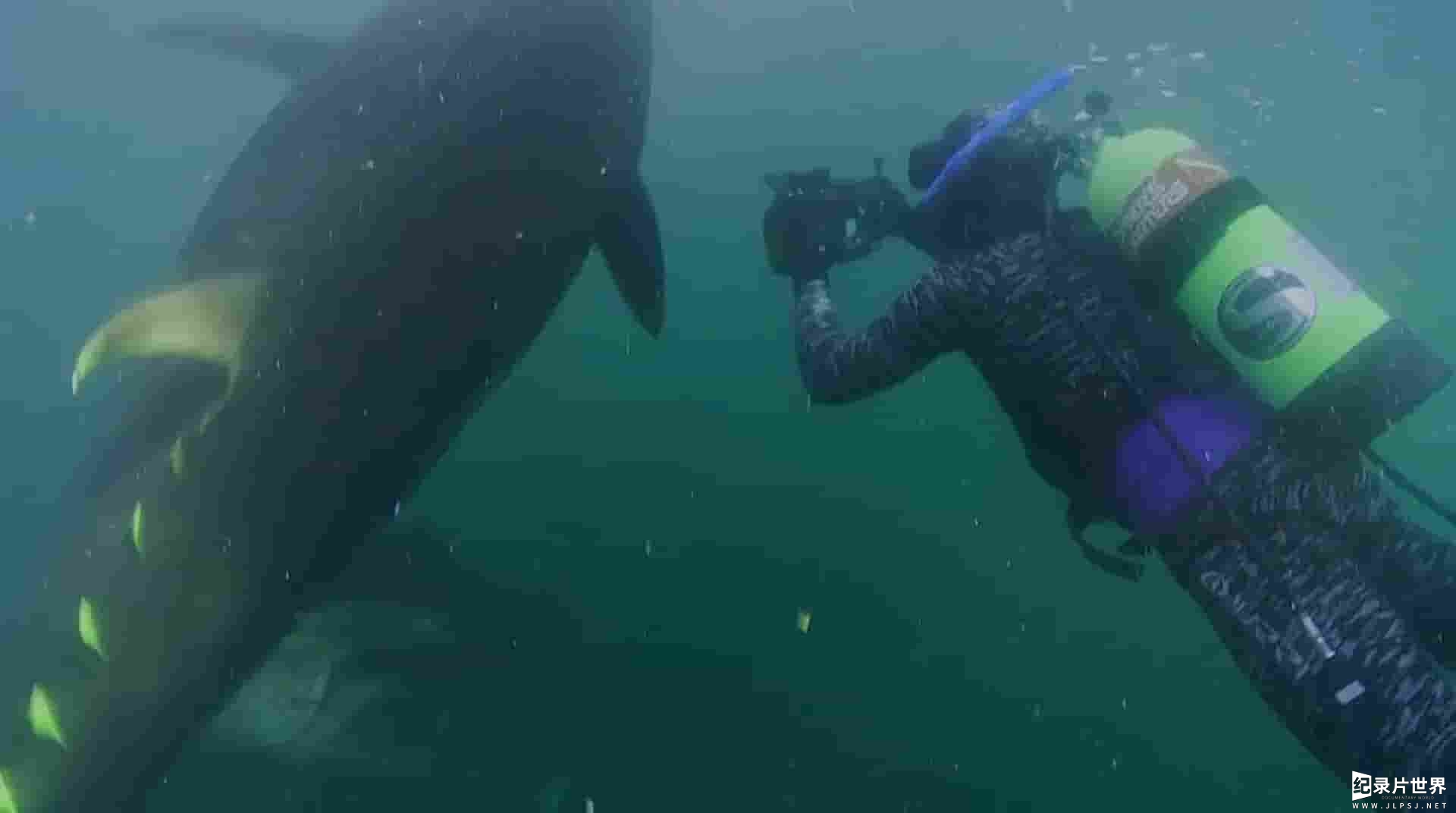 BBC自然世界《超级鱼类：蓝鳍金枪鱼 Superfish Bluefin Tuna 2012》全1集
