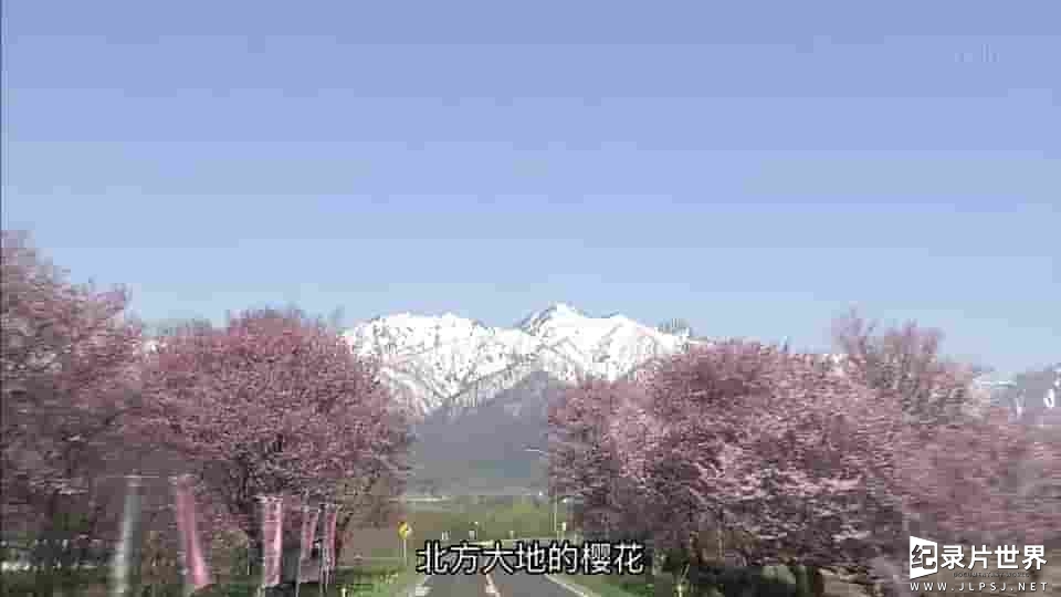 NHK纪录片自然风光《大地之春·北海道特别节目——盛开在北方大地的樱花 2006》全1集