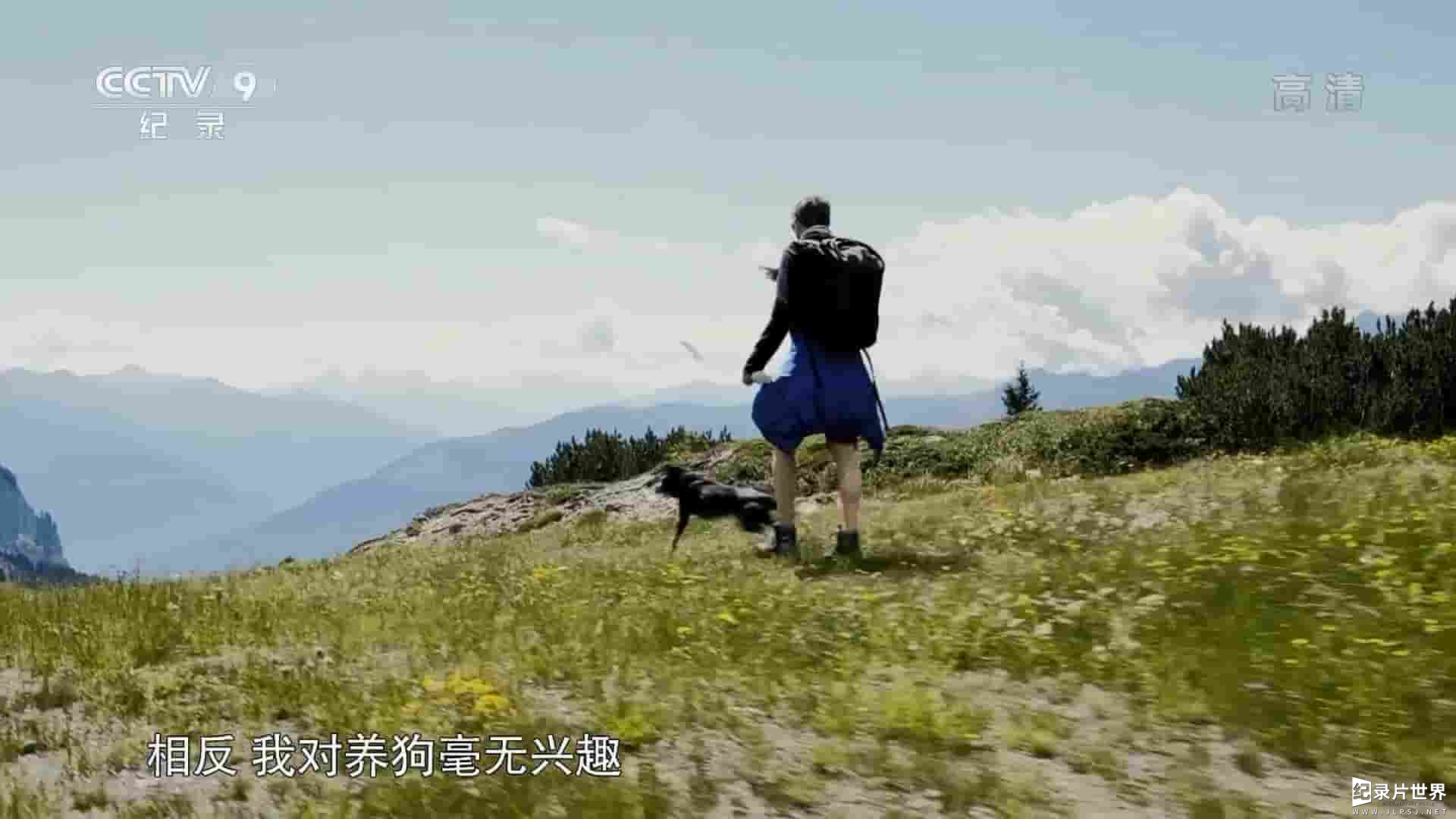 央视纪录片《爱犬科迪：与往事告别/浪浪回家 Cody: The Dog Days Are Over 2019》全1集 