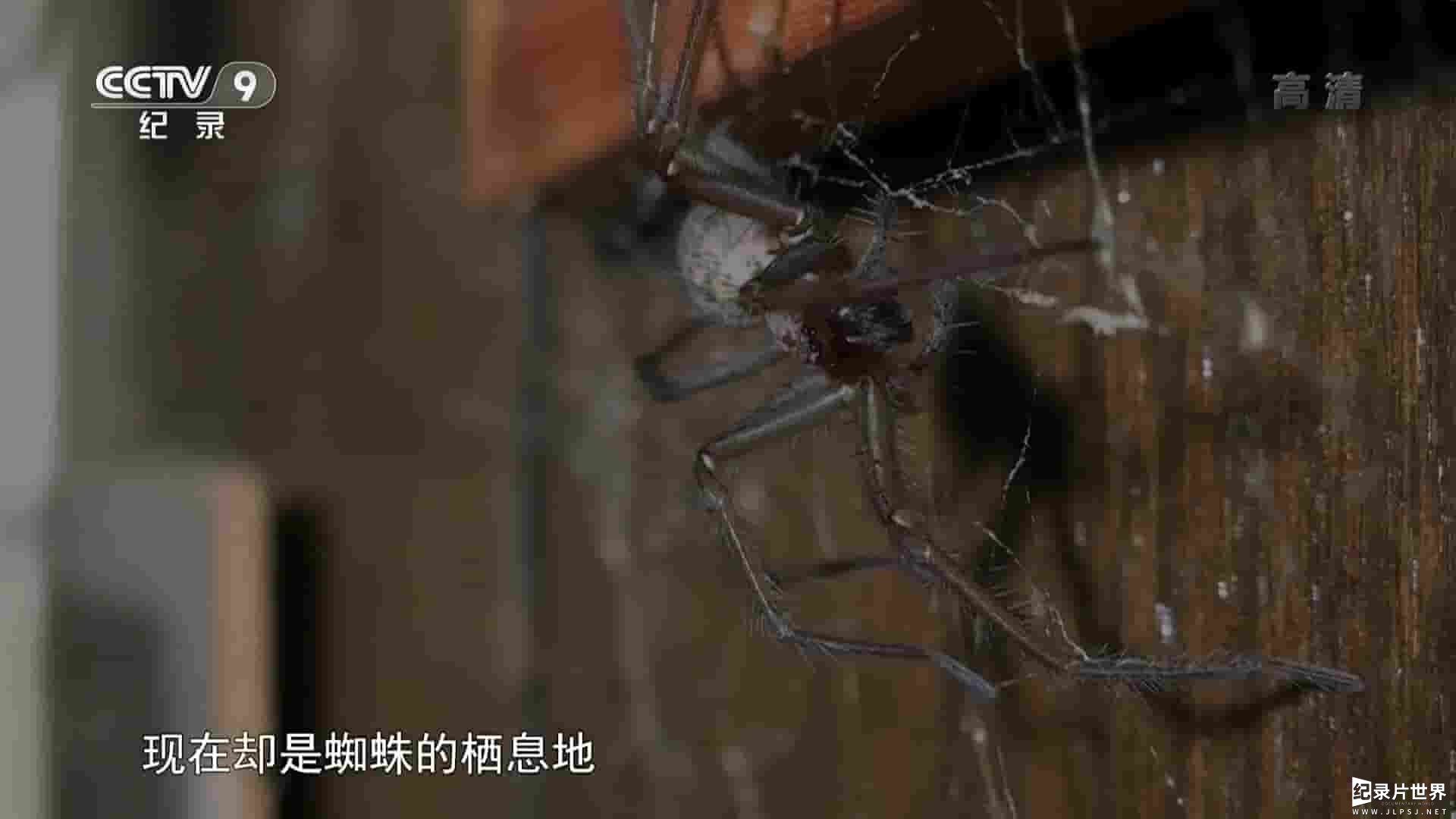 央视纪录片《蜘蛛栖息地 Where Spiders Dwell – Tumultuous Terrains 2017》全1集 