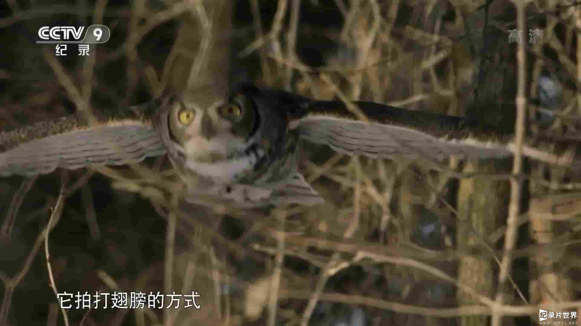 央视纪录片《猫头鹰的秘密生活 The Secret Life of Owls 2017》全1集