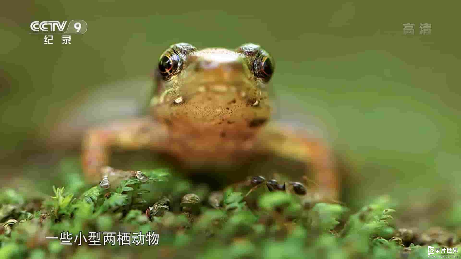 央视纪录片《蛙类的秘密生活 The Secret Life of Frogs 2019》全1集