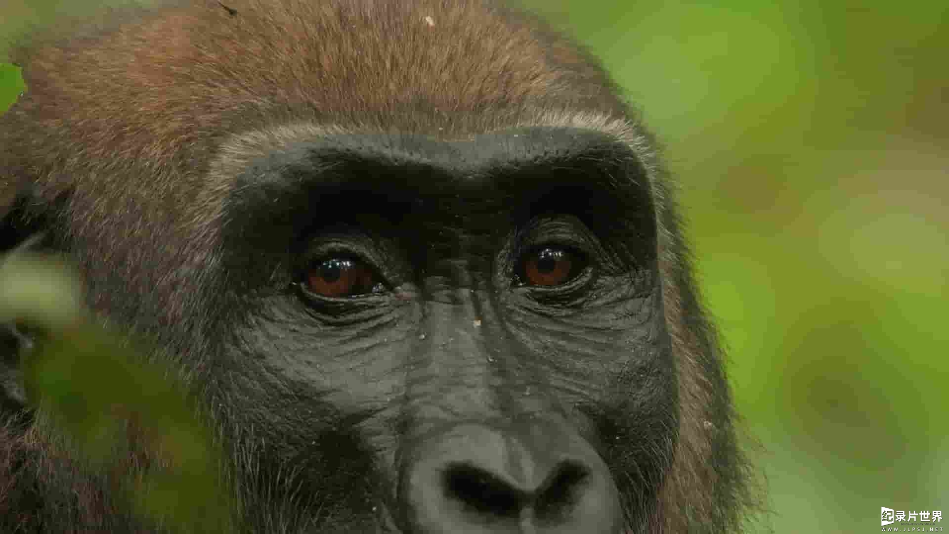 PBS纪录片《大猩猩 Gorilla 2024》全1集