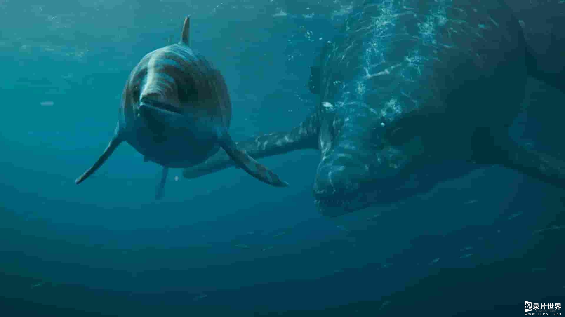 PBS纪录片《爱登堡和海底巨兽 Attenborough and the Giant Sea Monster 2024》全1集