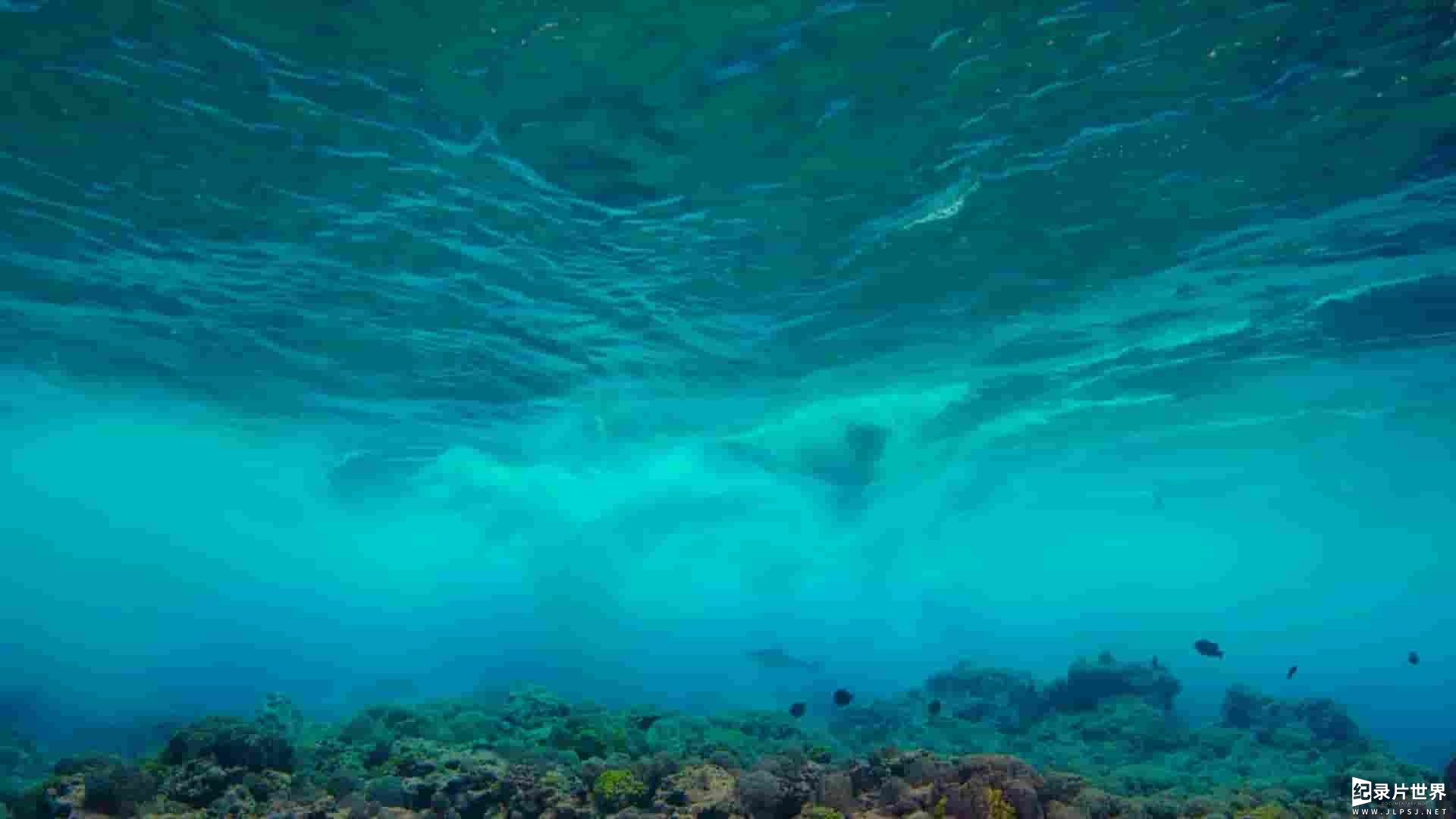 美国纪录片《隐秘的太平洋 Hidden Pacific 2019》全1集 