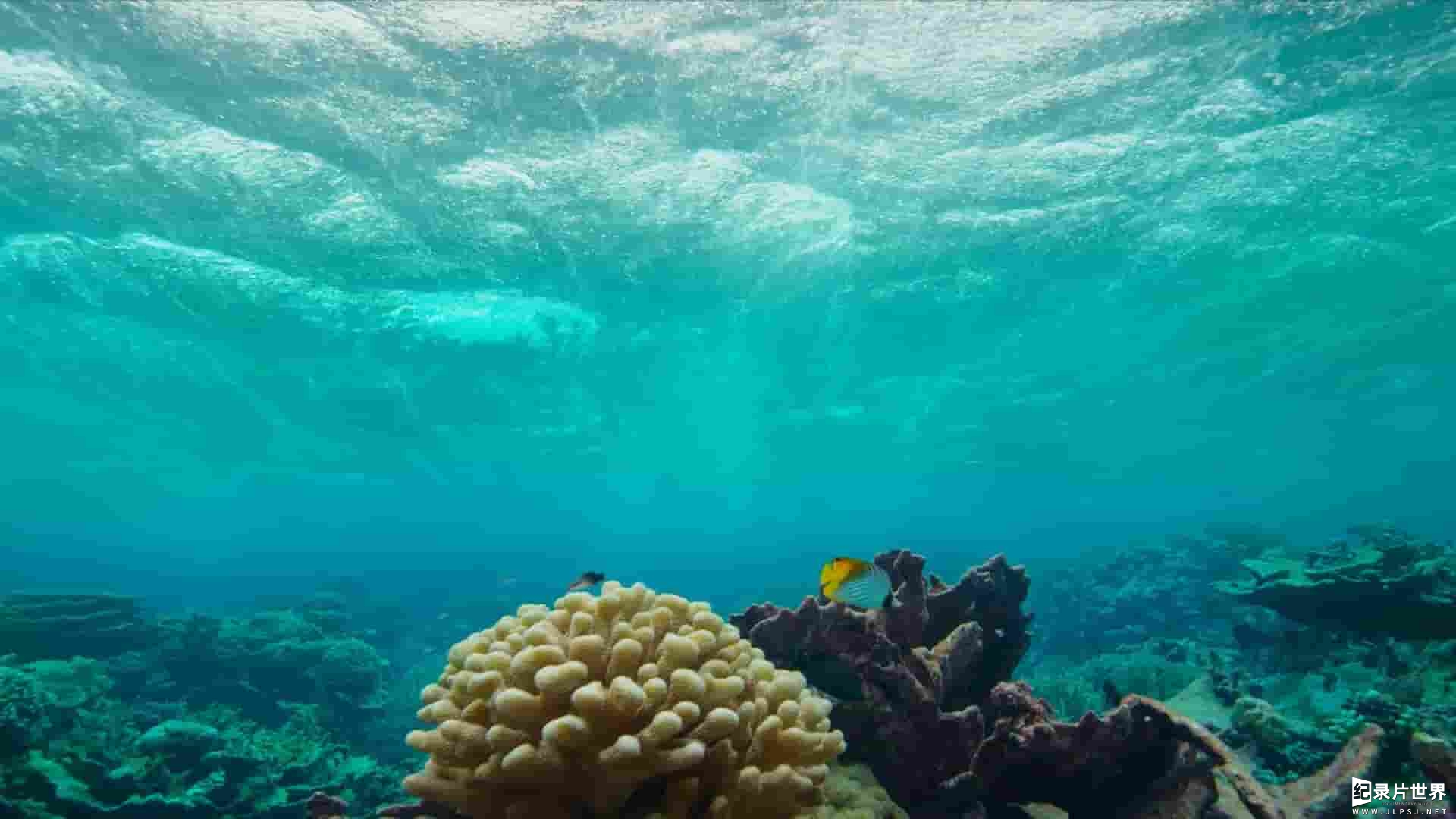 美国纪录片《隐秘的太平洋 Hidden Pacific 2019》全1集 