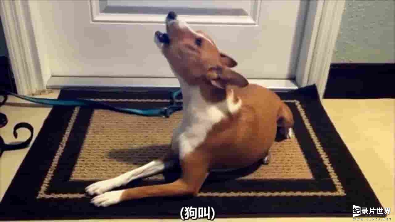 PBS纪录片《狗的故事 Dog Tales 2020》全1集