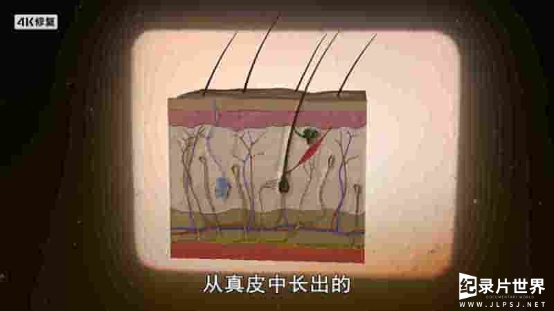 BBC纪录片《皮肤的奥秘 Secrets of Skin 2019》全3集 