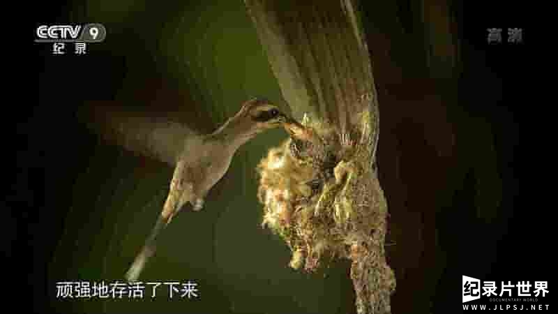 央视纪录片/德国纪录片《浩瀚森林 Forests of Our Earth 2017》全1集