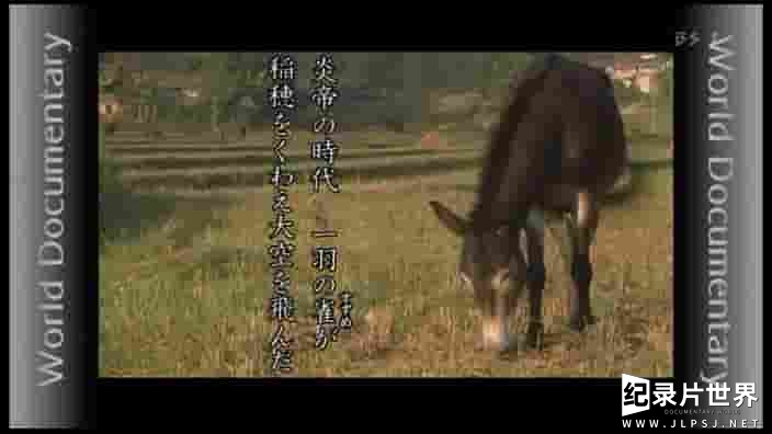 NHK纪录片《先辈的古代米-从云南的小村庄中来 おじいさんの古代米～雲南の小さな村から～ 2010》全1集