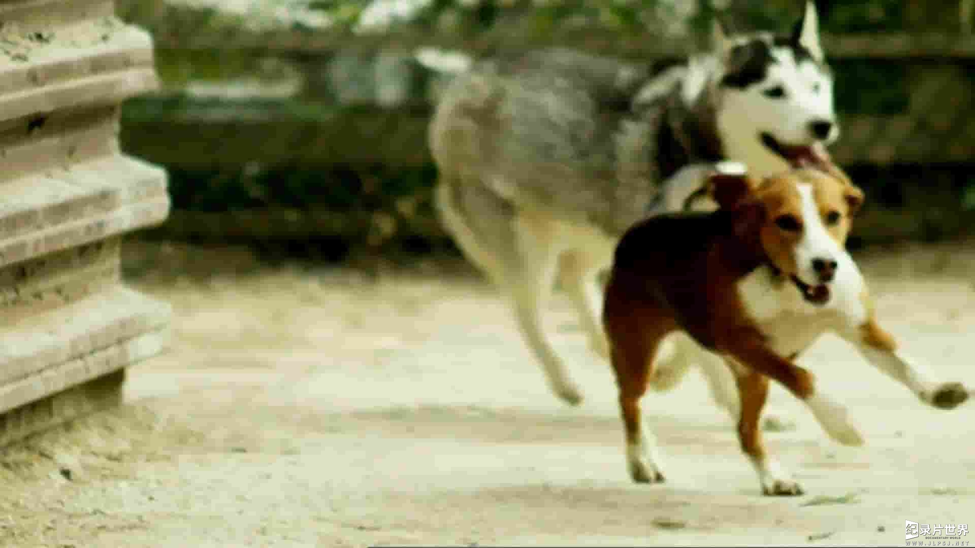 Ch5纪录片《非凡的狗儿 Extraordinary Dogs 2011》全13集
