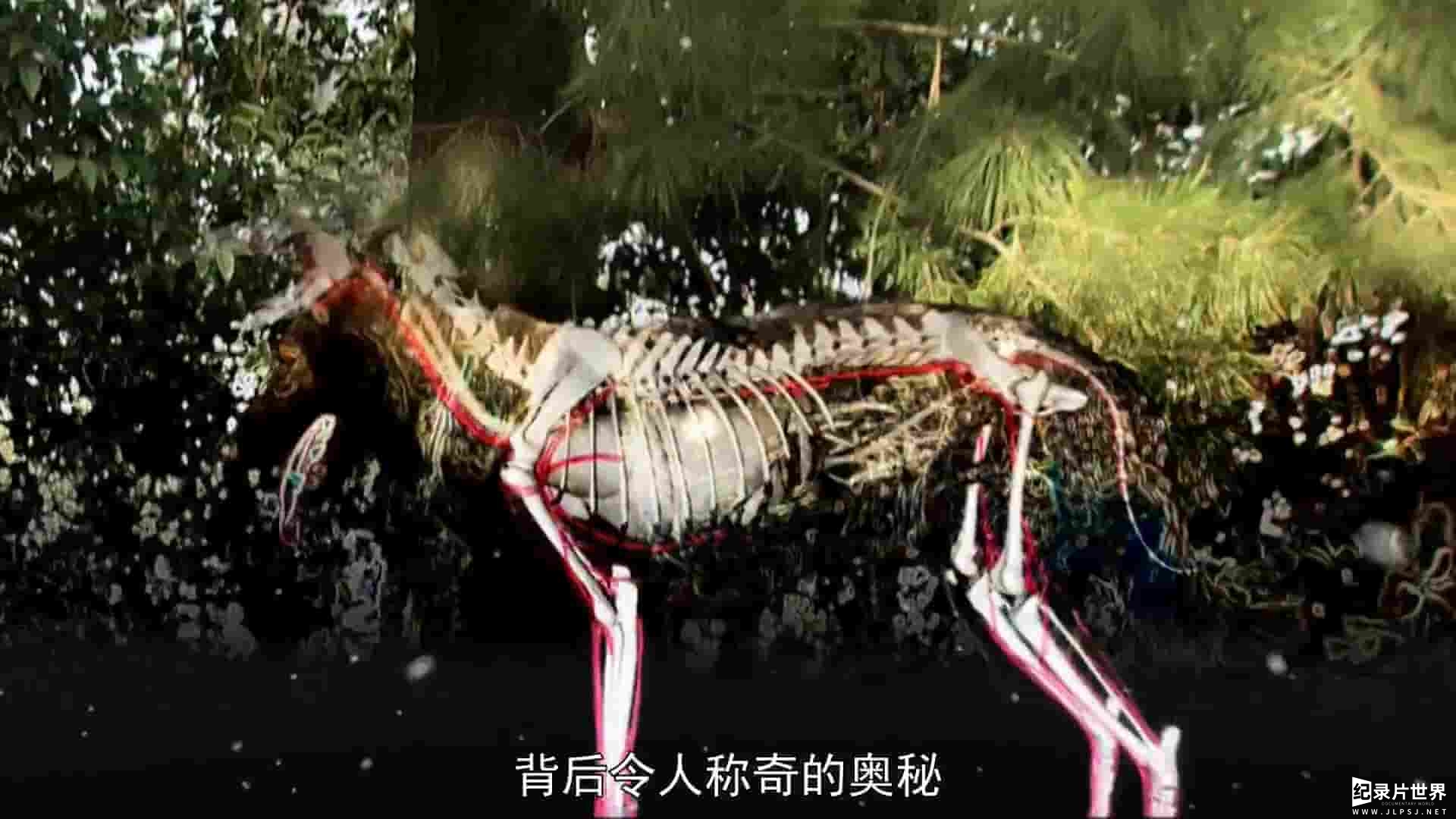 Ch5纪录片《非凡的狗儿 Extraordinary Dogs 2011》全13集