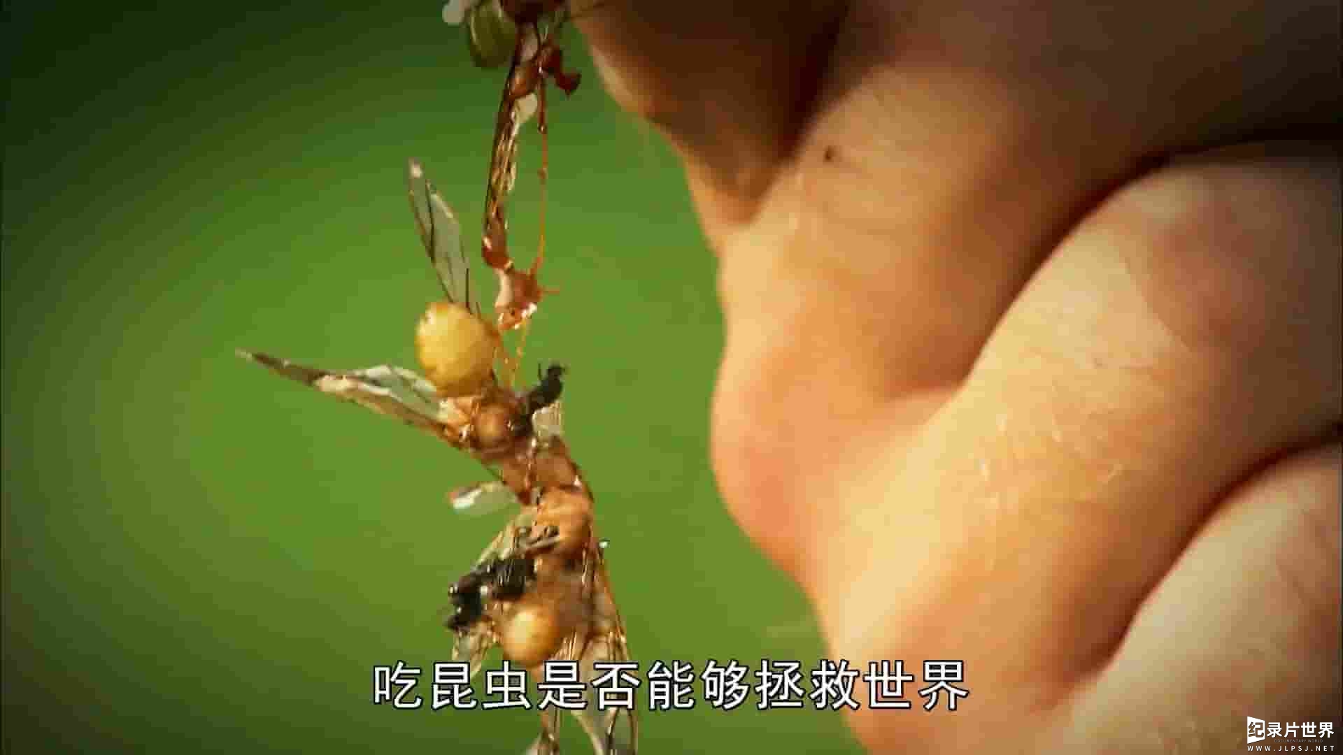 BBC纪录片《吃昆虫能拯救世界吗？Can Eating Insects Save the World? 2013》全1集