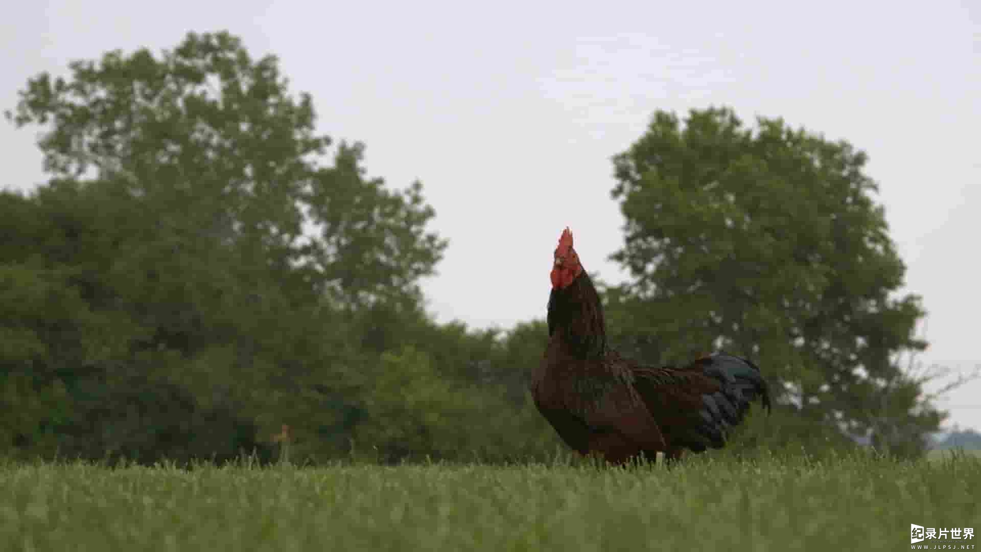 美国纪录片《养鸡人 Chicken People 2016》全1集