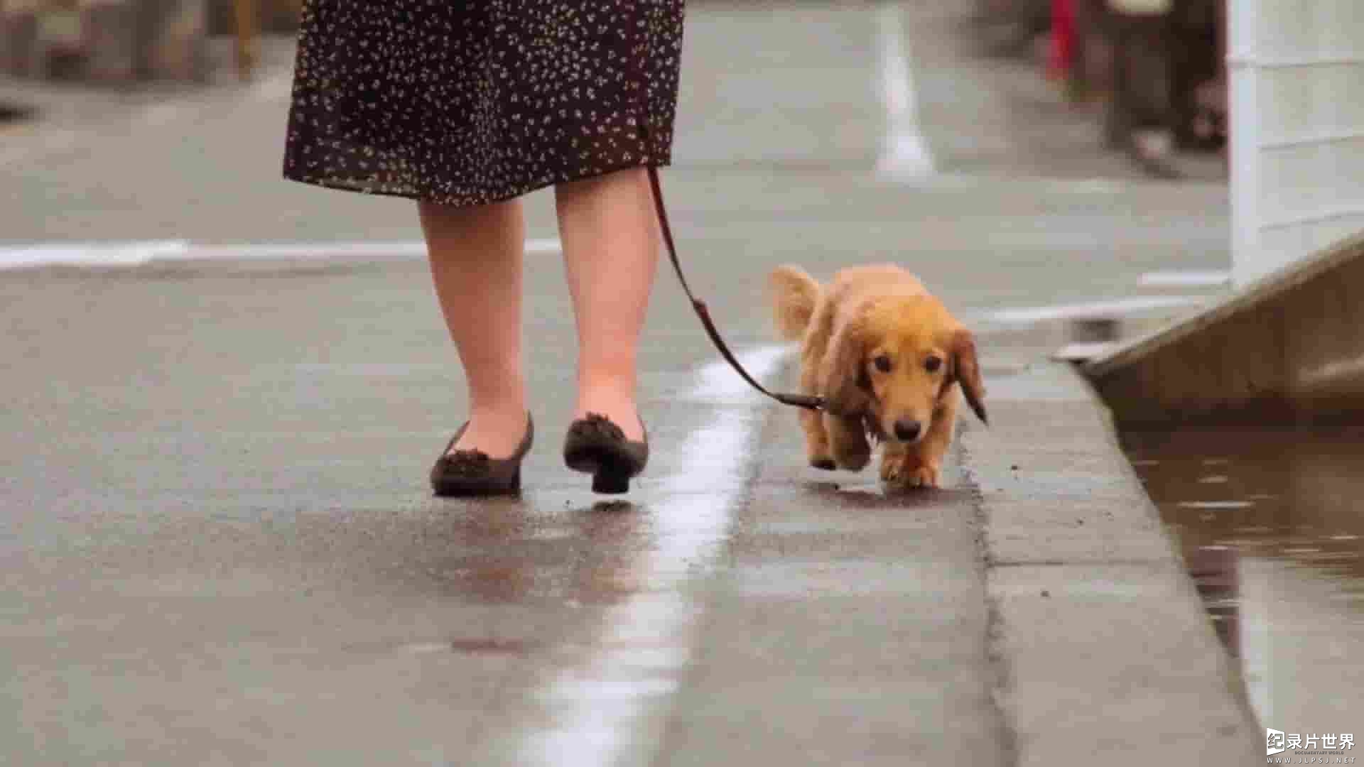美国纪录片《爱狗生活 Life Love Dogs 2019》全1集