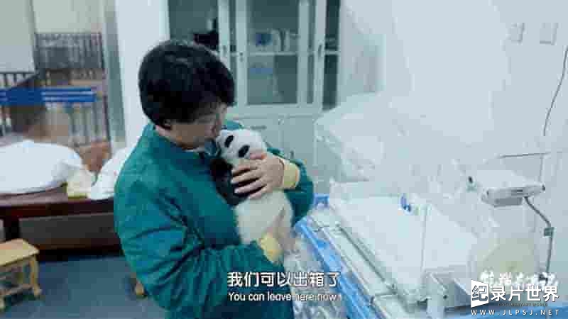 国产纪录片《熊猫奇遇记 2024》全6集
