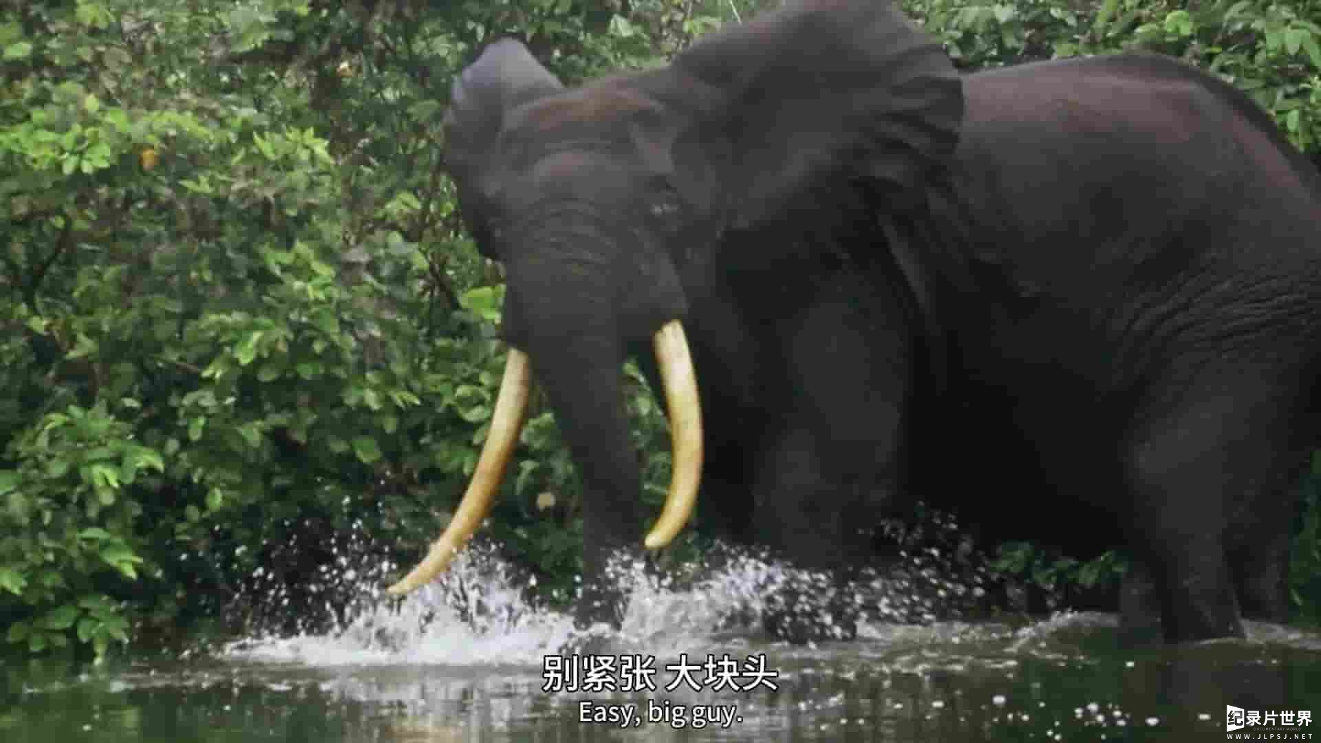 国家地理《追踪巨型鱼 Last of the Giants 2025》第3季全8集