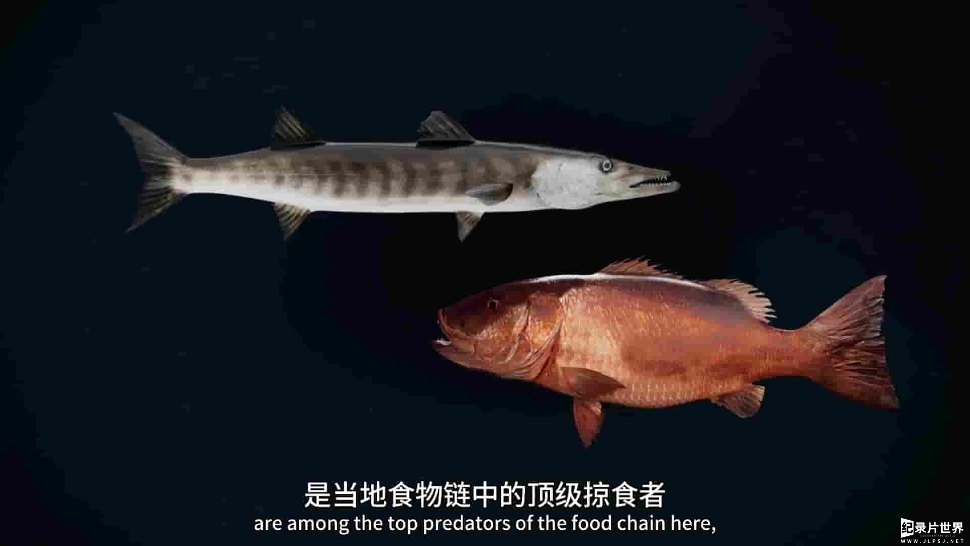 国家地理《追踪巨型鱼 Last of the Giants 2025》第3季全8集