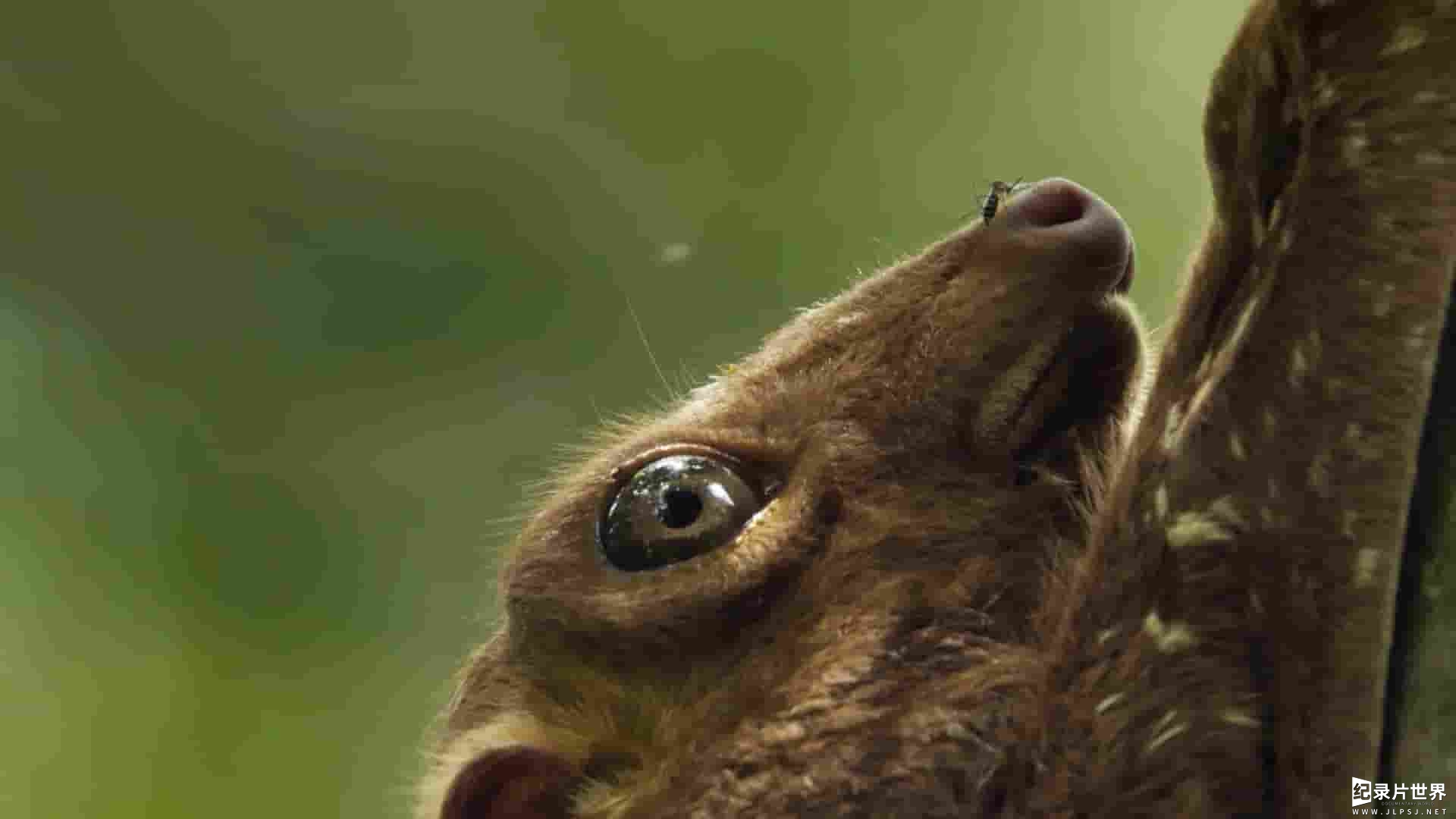 新加坡纪录片《野生城市：森林生物 Wild City: Forest Life 2019》全1集