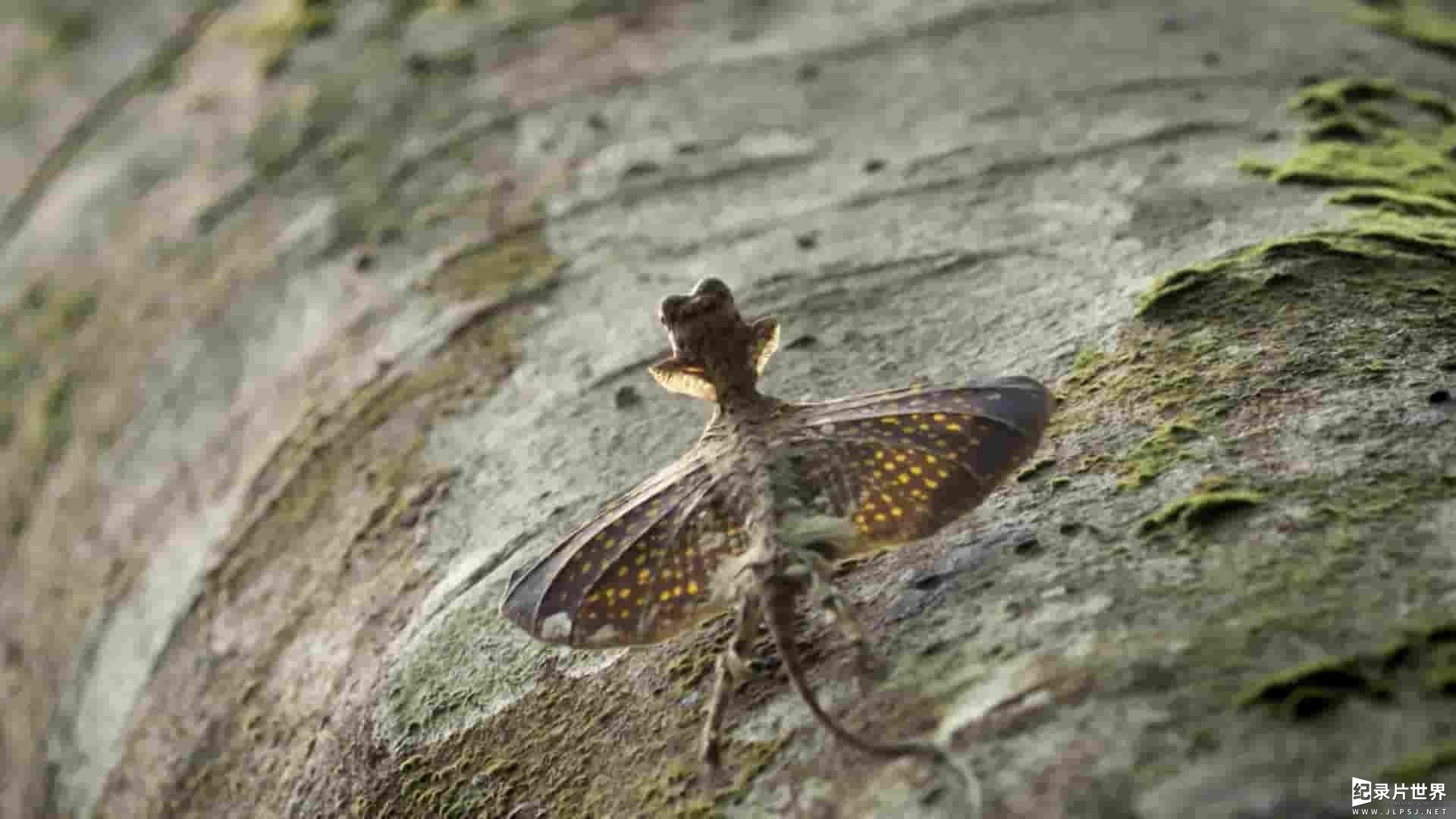 新加坡纪录片《野生城市：森林生物 Wild City: Forest Life 2019》全1集