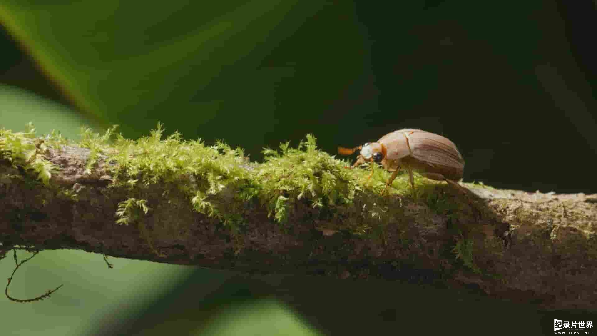 美国纪录片《虫临天下 Bugs That Rule the World 2025》第1季全4集
