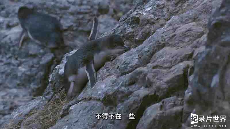 新西兰纪录片《探秘企鹅王国 Penguin Central 2019》全1集