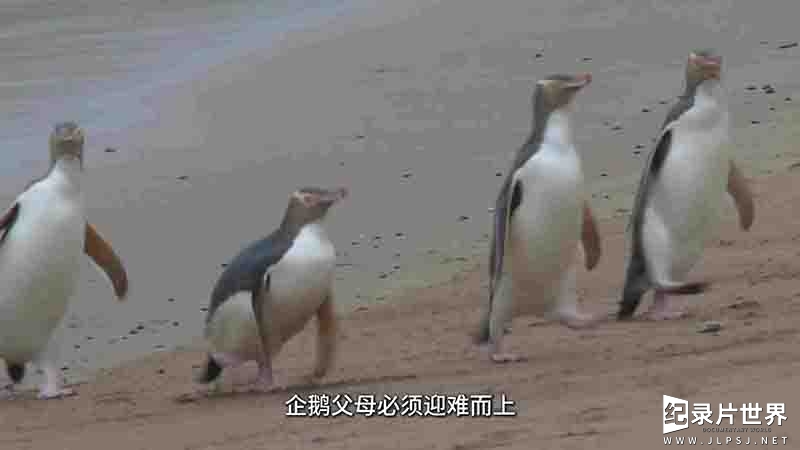 新西兰纪录片《探秘企鹅王国 Penguin Central 2019》全1集