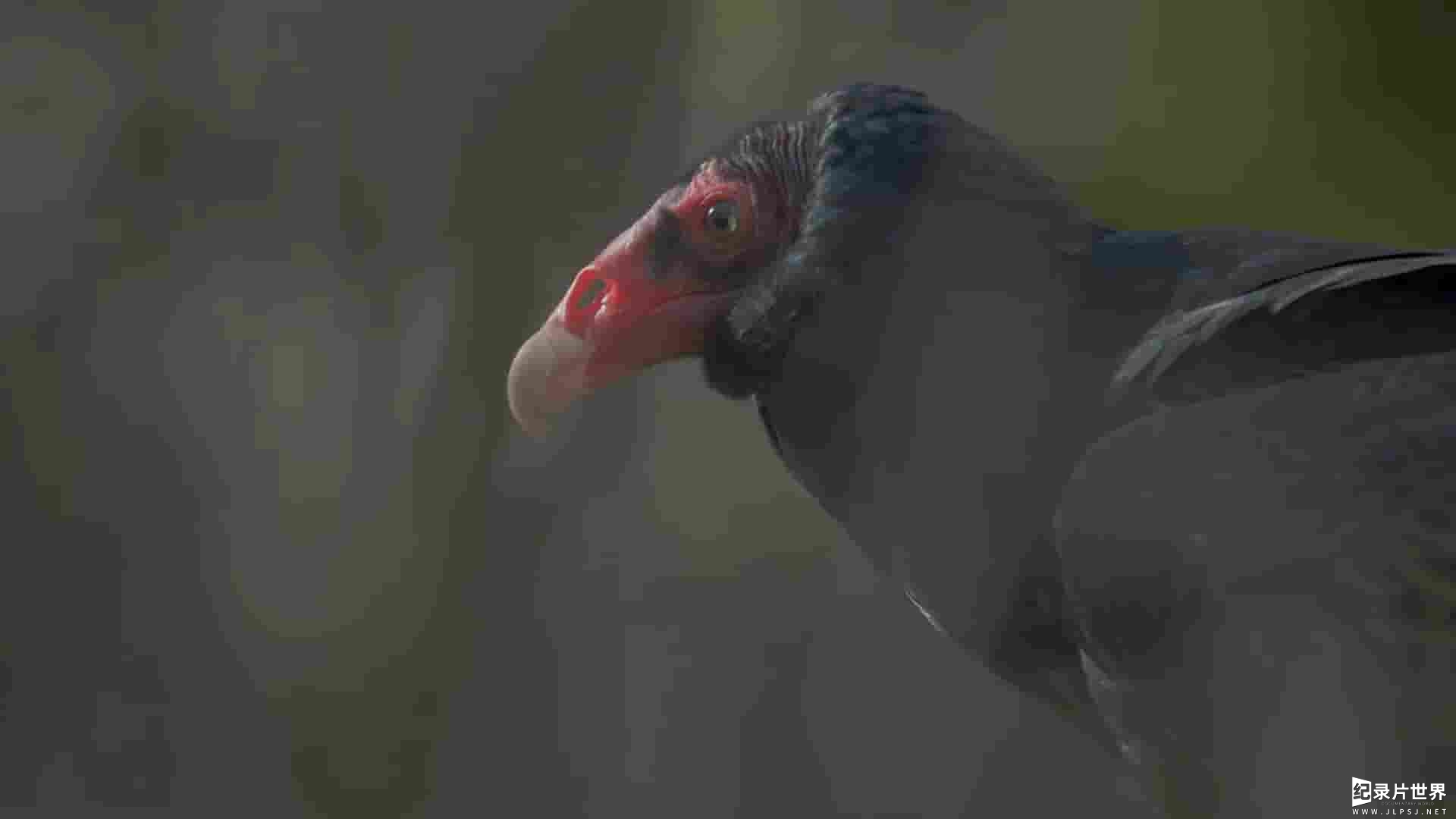 PBS纪录片《大自然的魔法之旅 Raptors - A Fistful of Daggers 2024》全2集