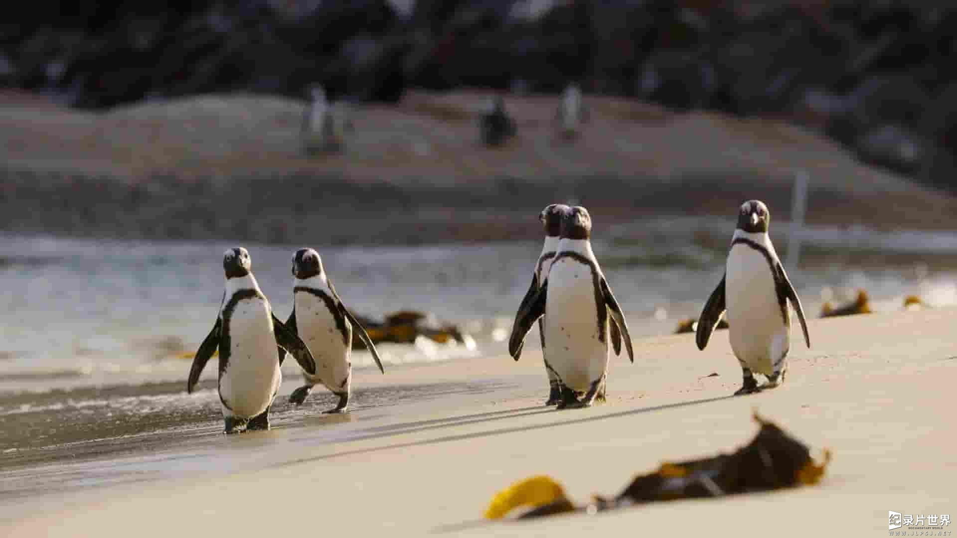 国家地理《企鹅之谜 Secrets of the Penguins 2025》全3集