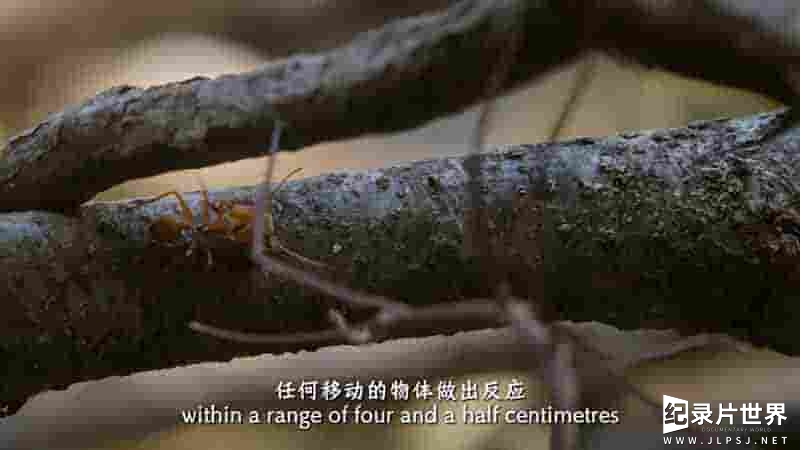 法国纪录片《蚂蚁的智慧 Jungle of the Ants 2023》全3集