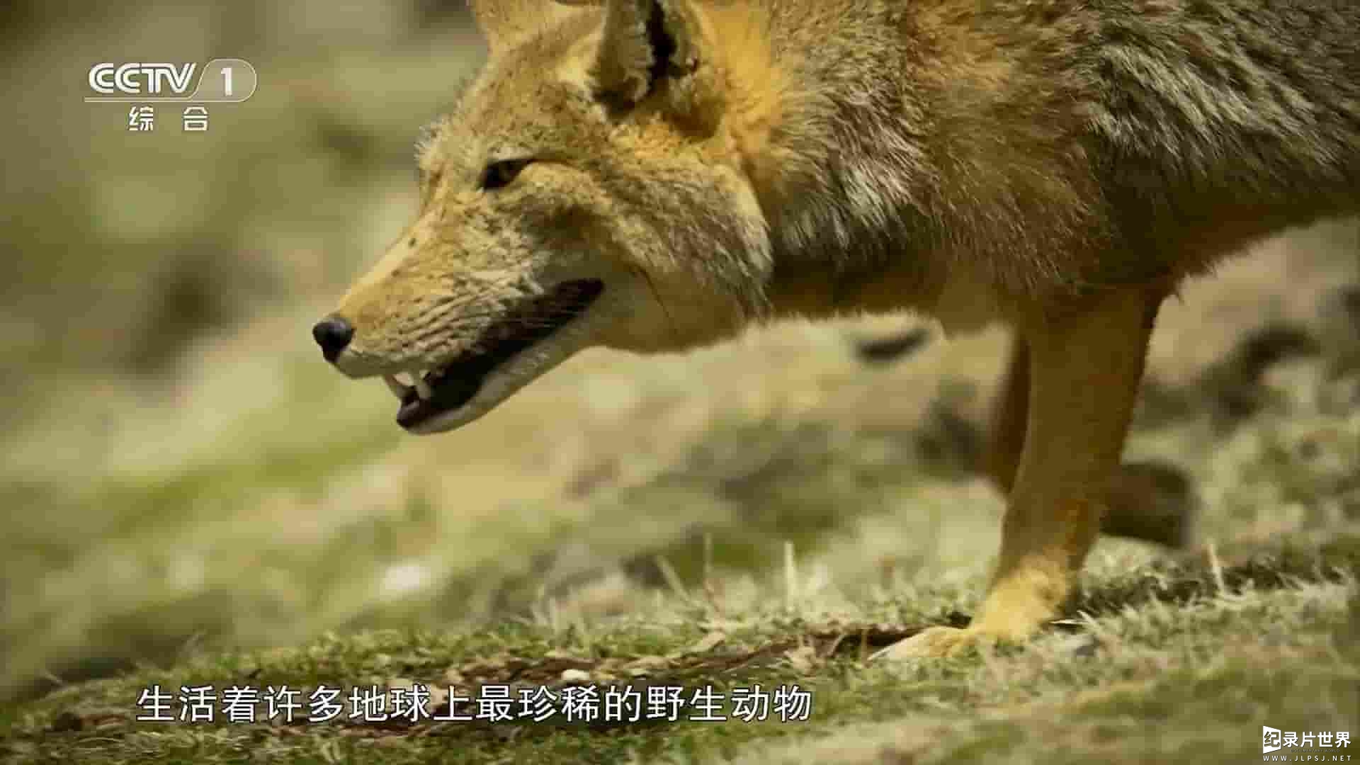 央视纪录片《野性四季：珍稀野生动物在中国 2023》全5集