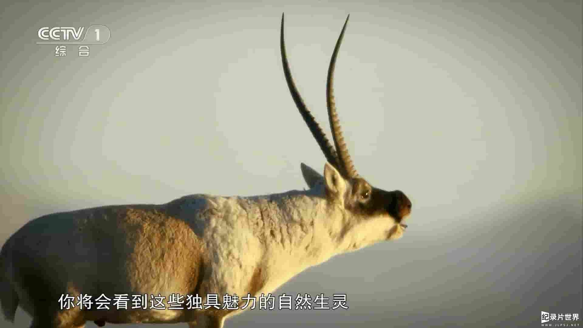 央视纪录片《野性四季：珍稀野生动物在中国 2023》全5集