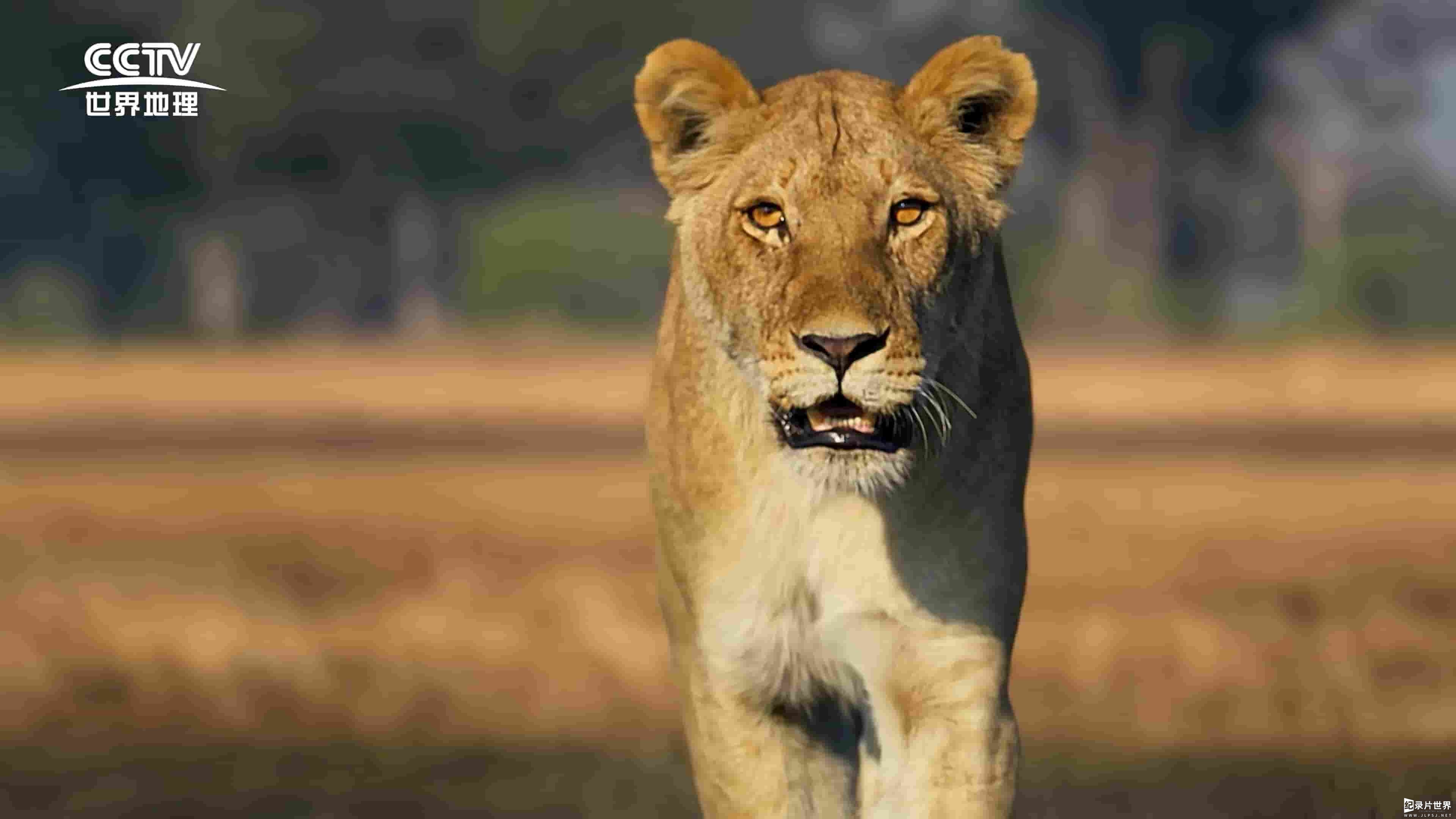 央视纪录片/猫科动物纪录片《大猫全实录 Big Cats 24/7 2024》全6集 