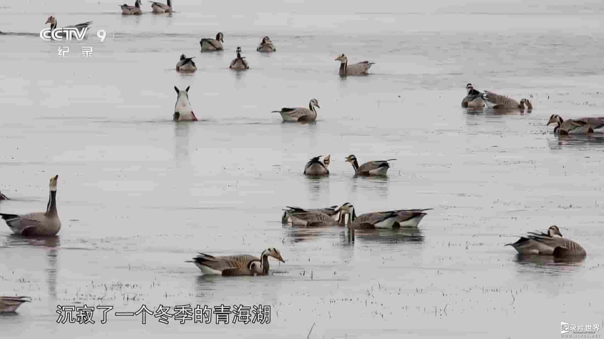 央视纪录片《青海湖生命之歌 2023》全1集 