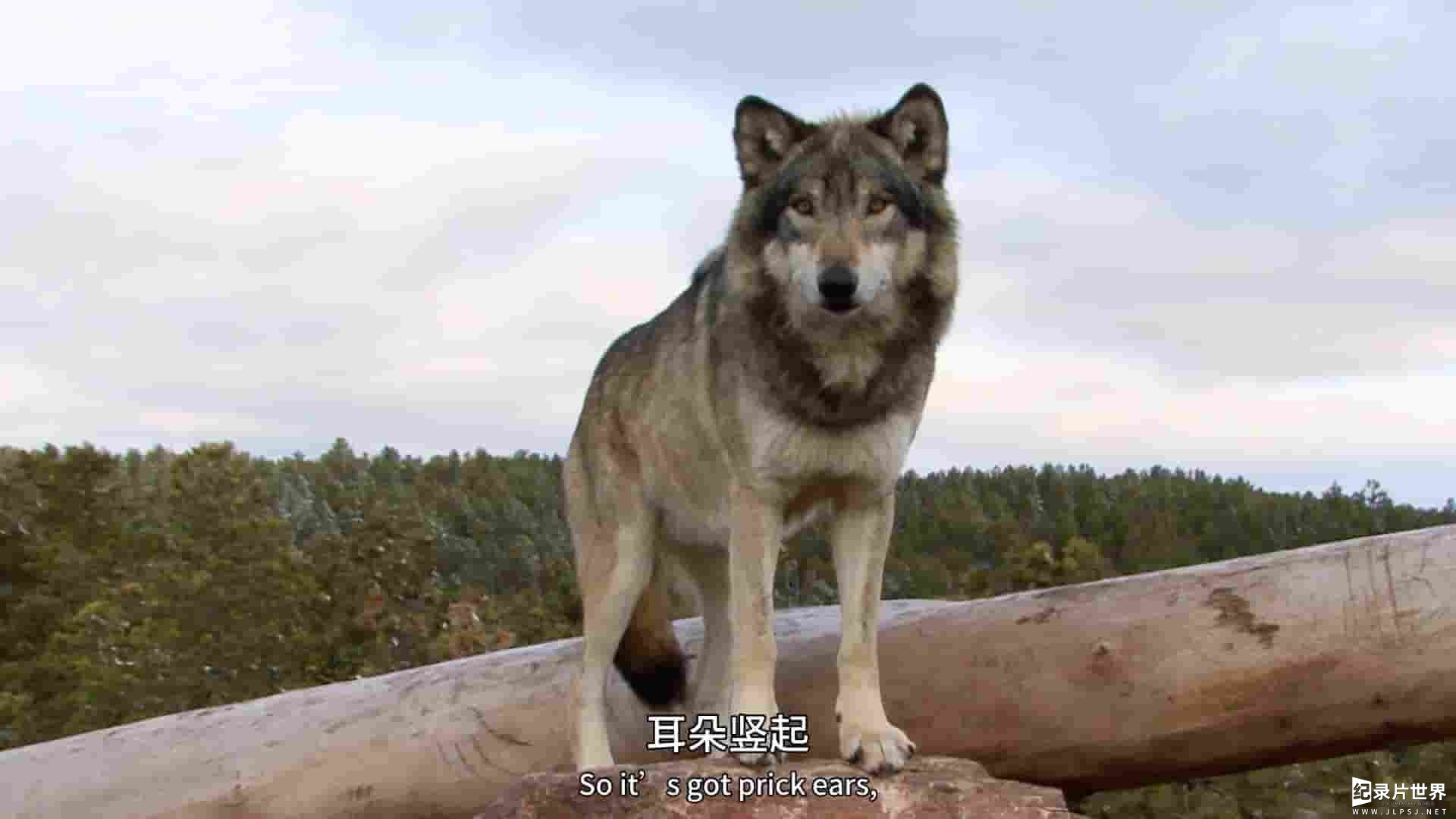 国家地理频道《狗狗体型之谜 How Dogs Got Their Shapes 2016》全1集