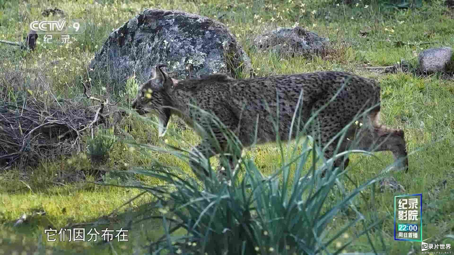 西班牙纪录片《伊比利亚猞猁 2020》全1集 