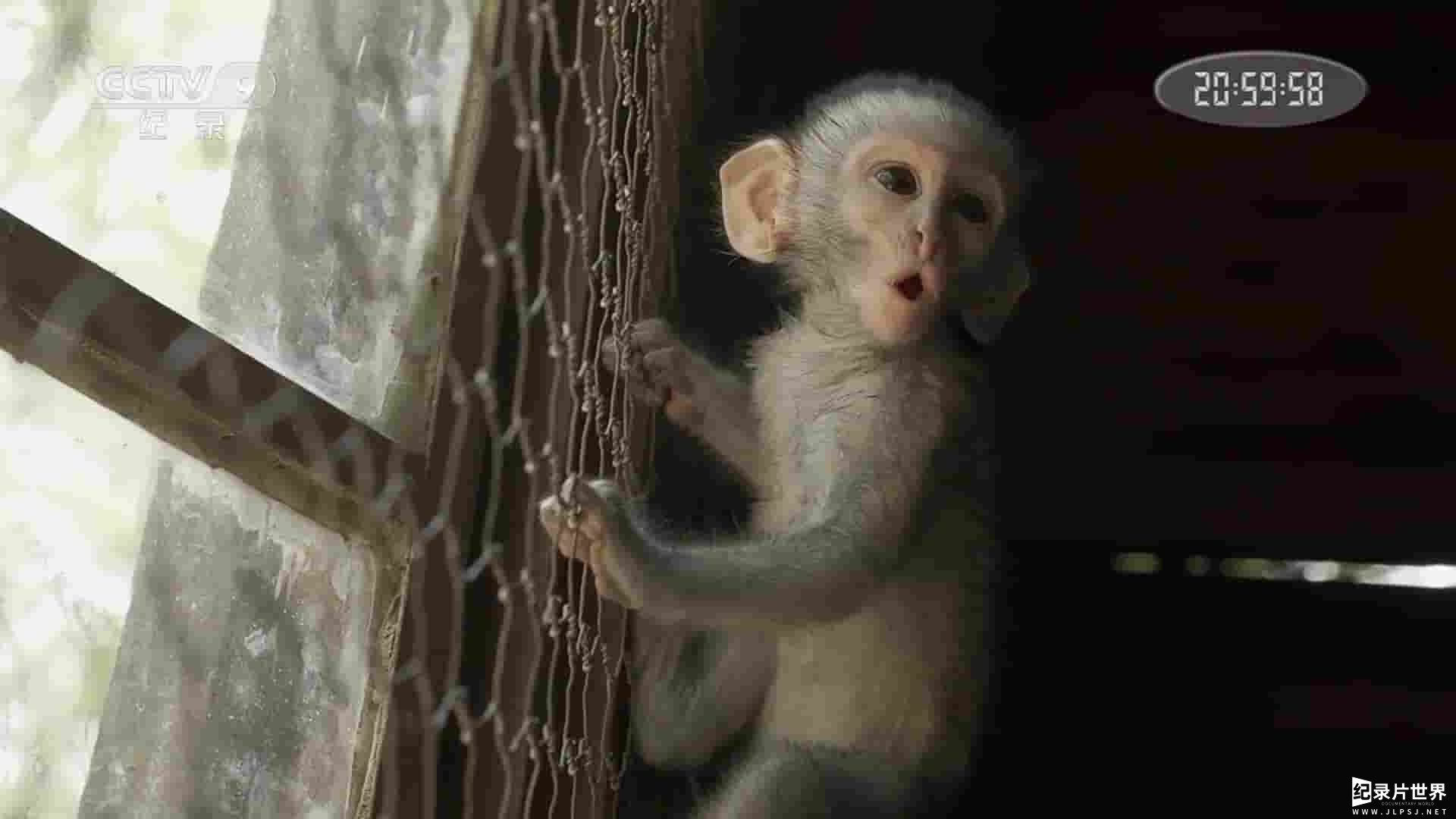 美国纪录片《青腹绿猴成长记 The Vervet Forest 2016》全1集 