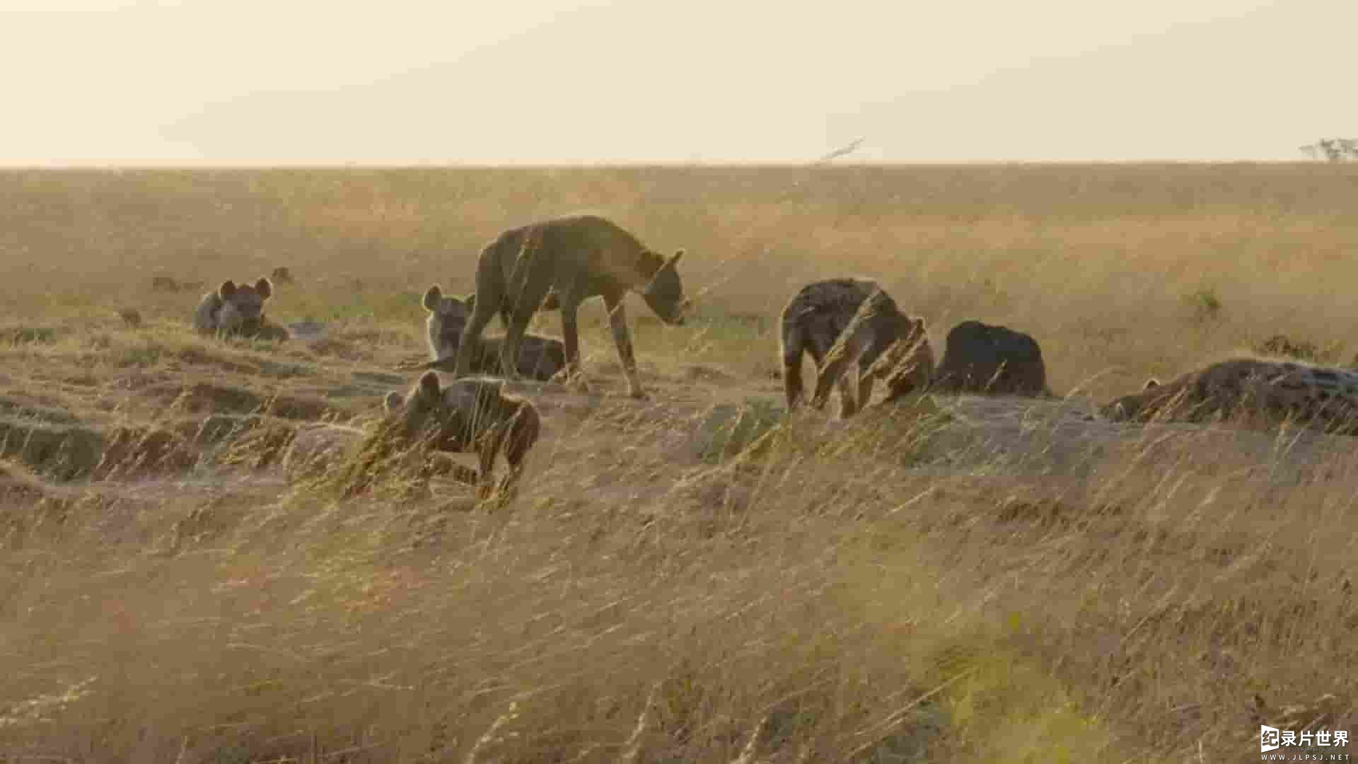 国家地理频道《非洲猎手 Africa’s Hunters》全3季共18集