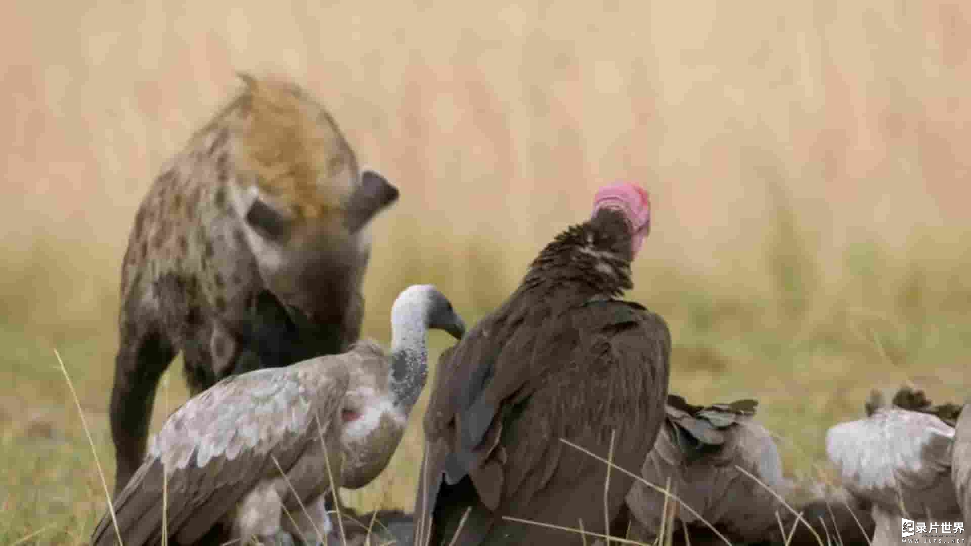 国家地理频道《非洲猎手 Africa’s Hunters》全3季共18集
