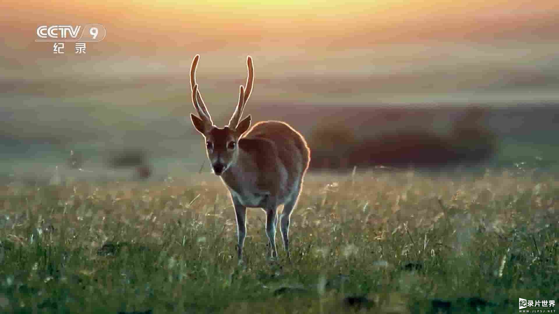 ARTE纪录片《野性乌拉圭 Wild Uruguay 2020》全1集