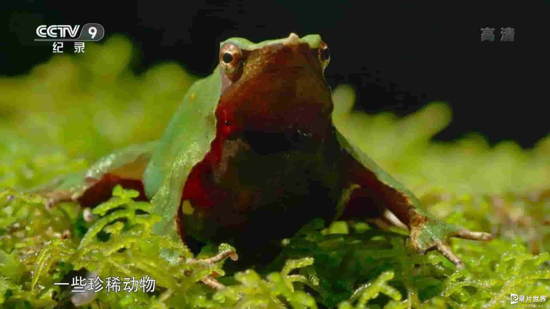央视纪录片《野性安第斯 The Wild Andes 2020》全3集