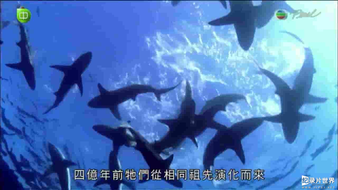 明珠台《神秘魔鬼鱼 Secrets of the Giant Manta 2016》全1集
