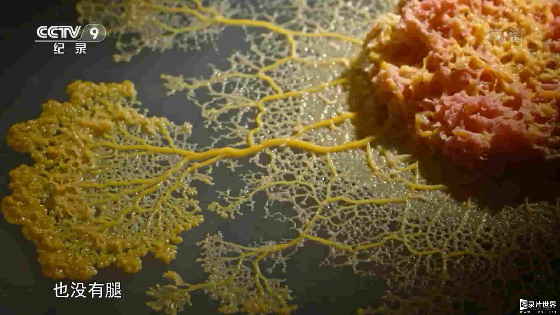 法国纪录片《黏菌：无脑天才/神奇黏菌 The Blob A genius Without a Brain 2019》全1集