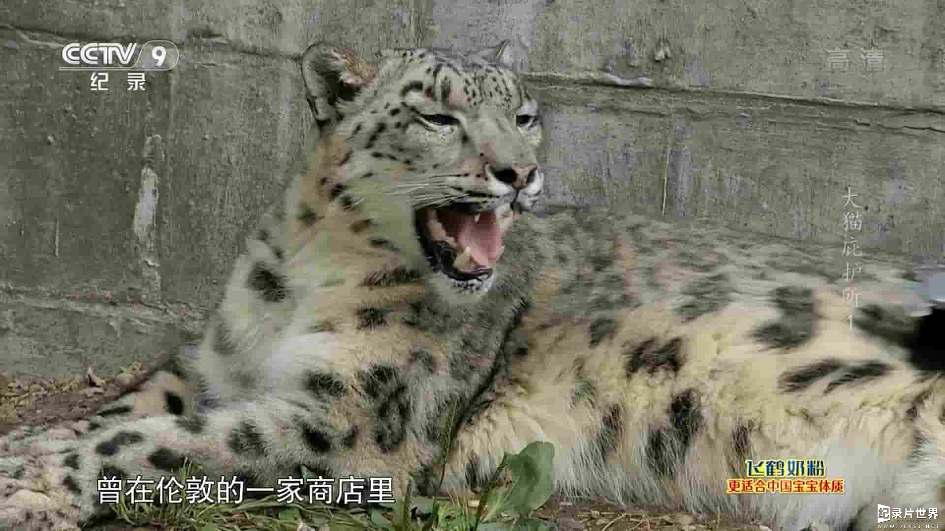 央视纪录片《大猫庇护所 My Secret Big Cat Sanctuary 2017》全2集