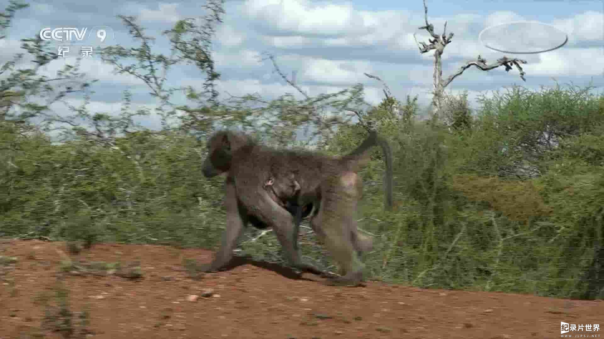  央视纪录片《狒狒成长日记 The Clan of the Baby Baboon 2018》全1集