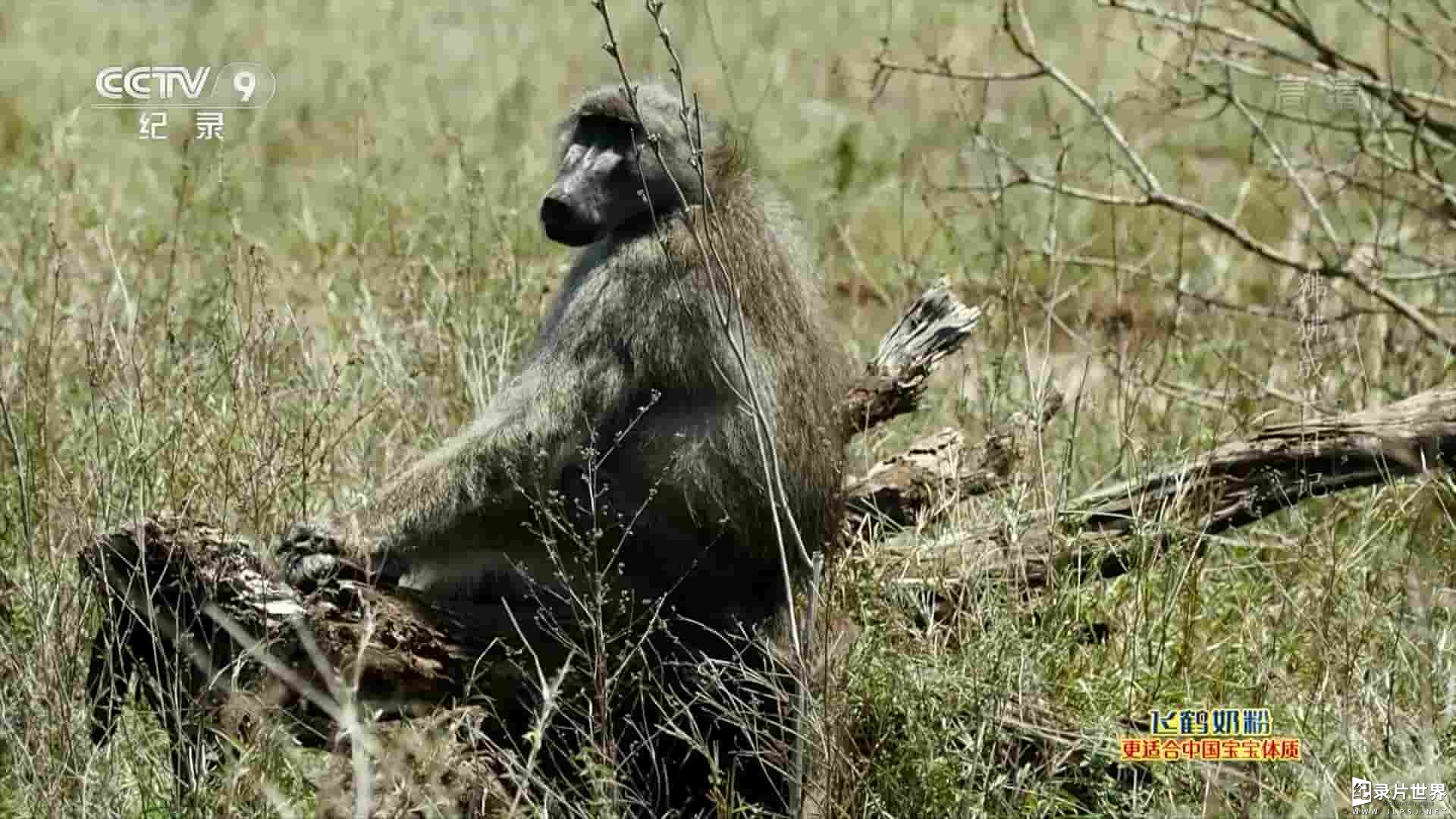  央视纪录片《狒狒成长日记 The Clan of the Baby Baboon 2018》全1集